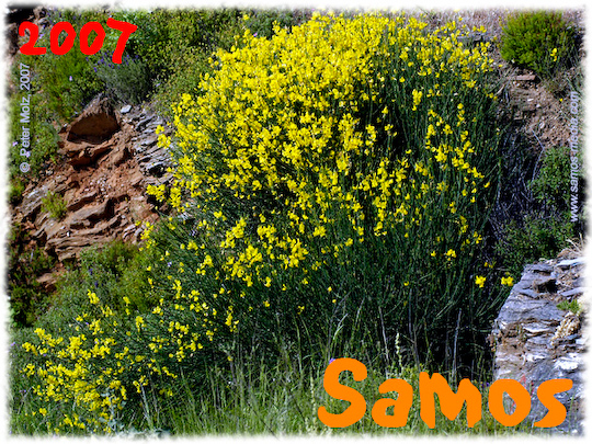 Samos_2007_V4_031