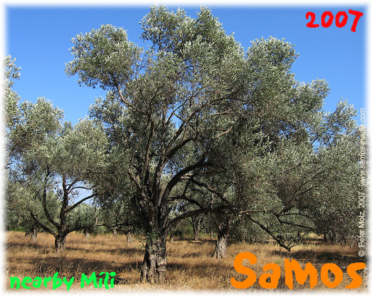 Samos_2007_V4_180