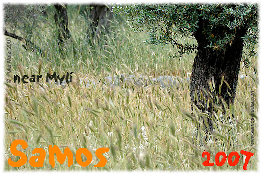 Samos_2007_V4_260